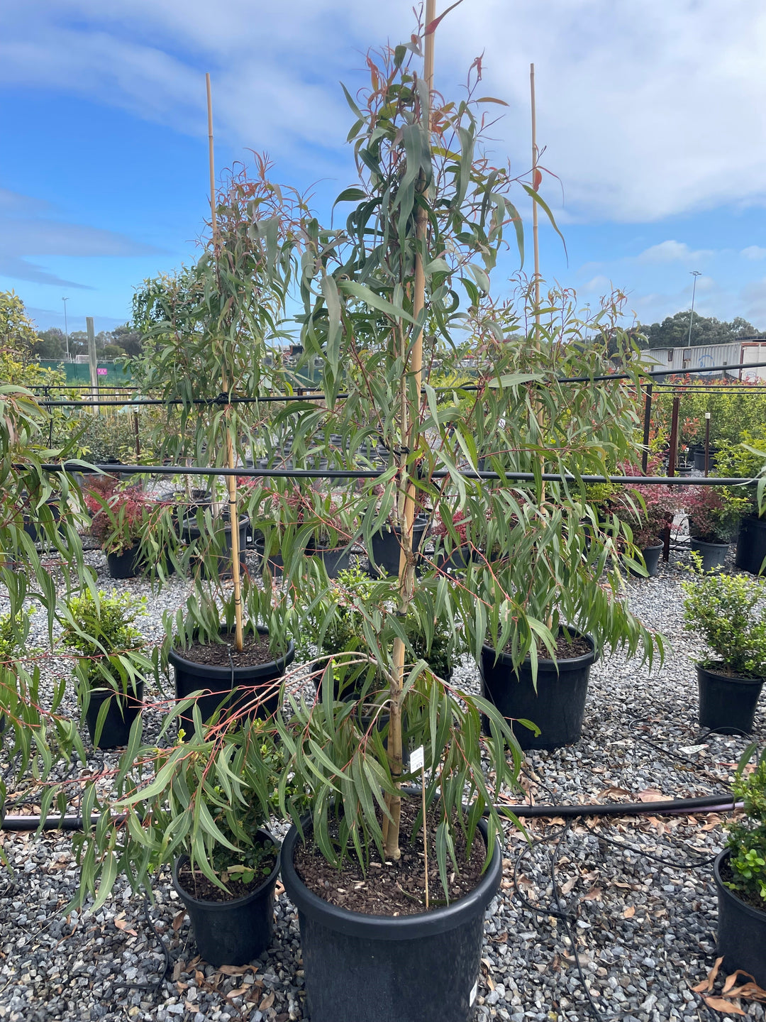 Corymbia citriodora &
