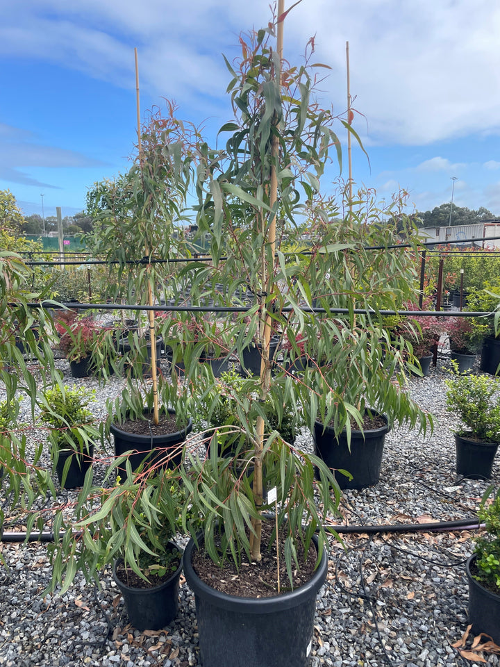 Corymbia citriodora &