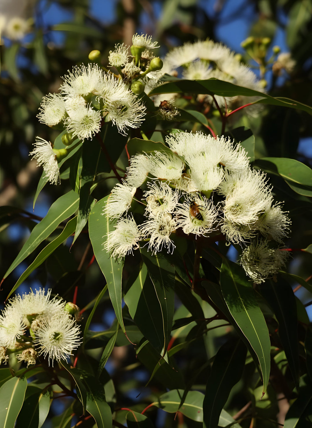 Corymbia Citriodora 200mm Pot for sale Adelaide Plant Co