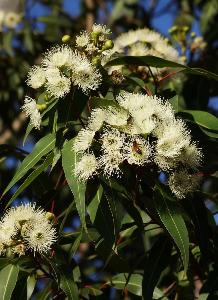 Corymbia Citriodora