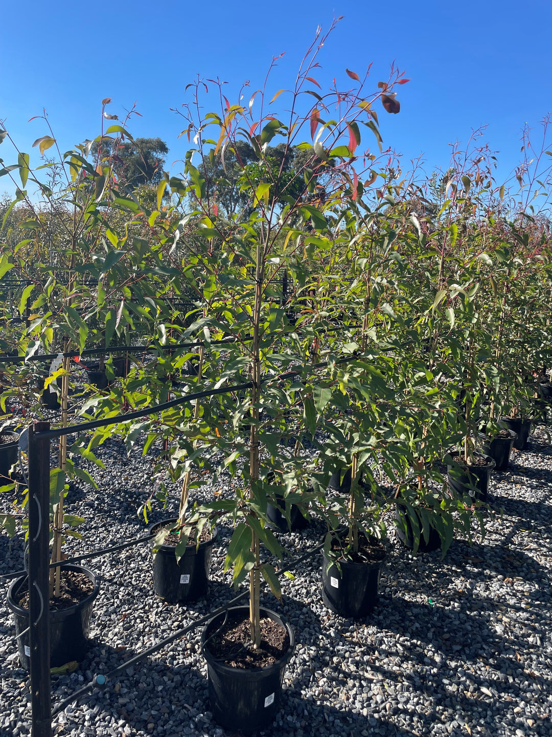 Corymbia Citriodora 300mm Pot for sale Adelaide Plant Co