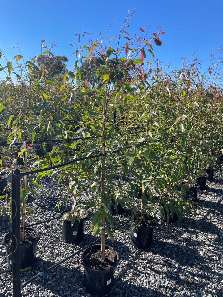 Corymbia Citriodora 300mm Pot for sale Adelaide Plant Co