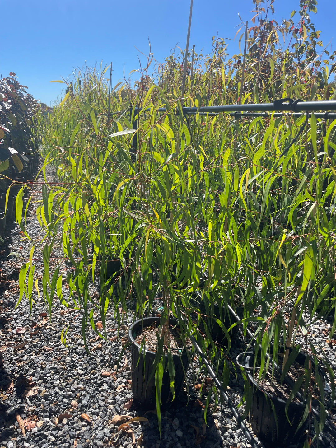 Corymbia Citriodora &