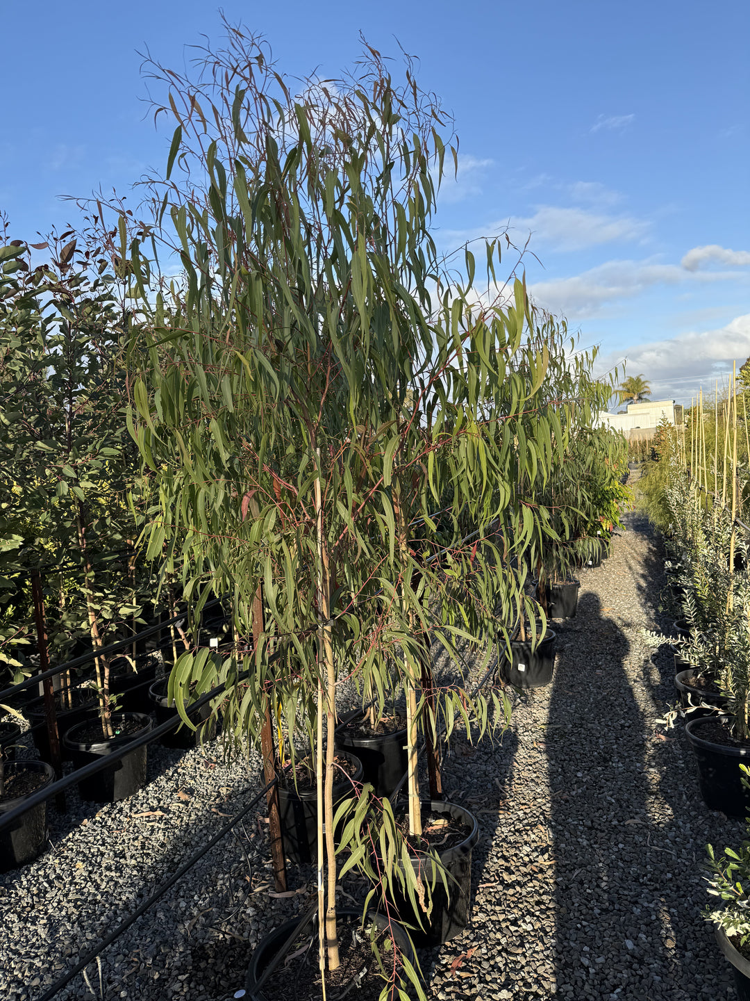 Corymbia Citriodora &