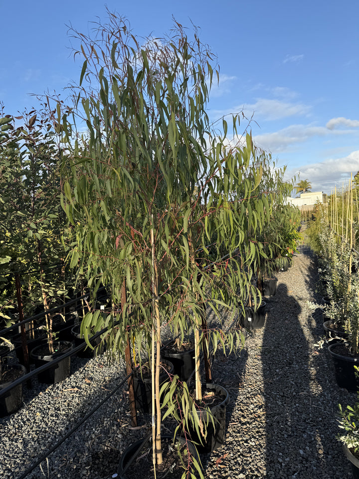 Corymbia Citriodora &