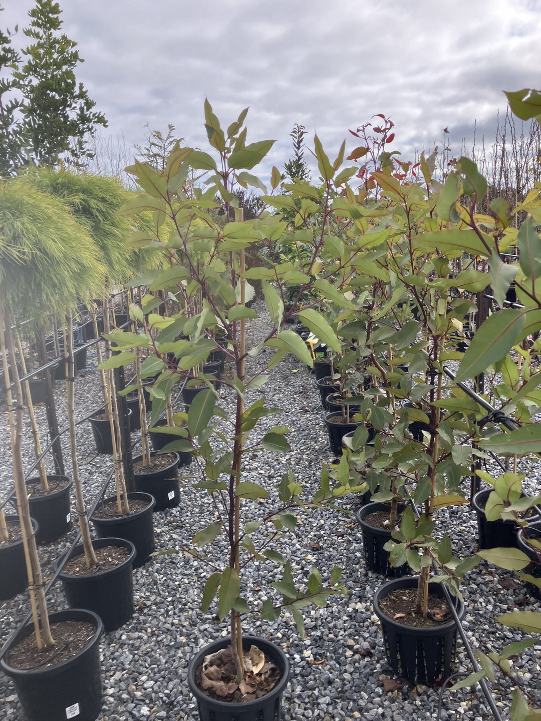 Corymbia ficifolia &