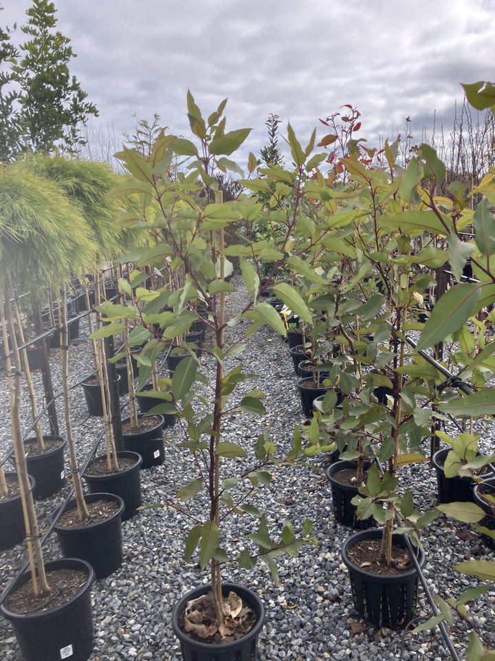 Corymbia ficifolia &