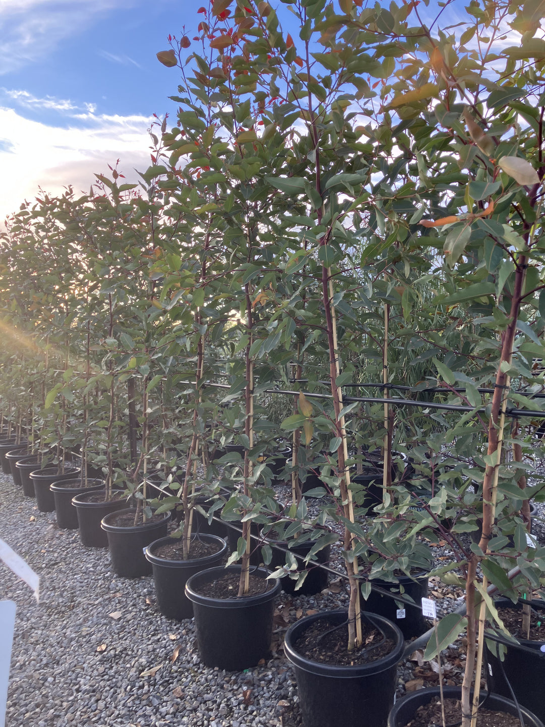 Corymbia ficifolia &