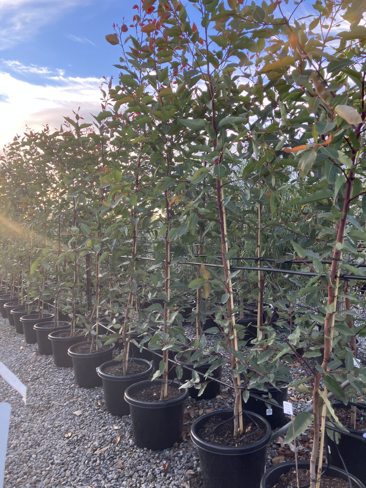 Corymbia ficifolia &