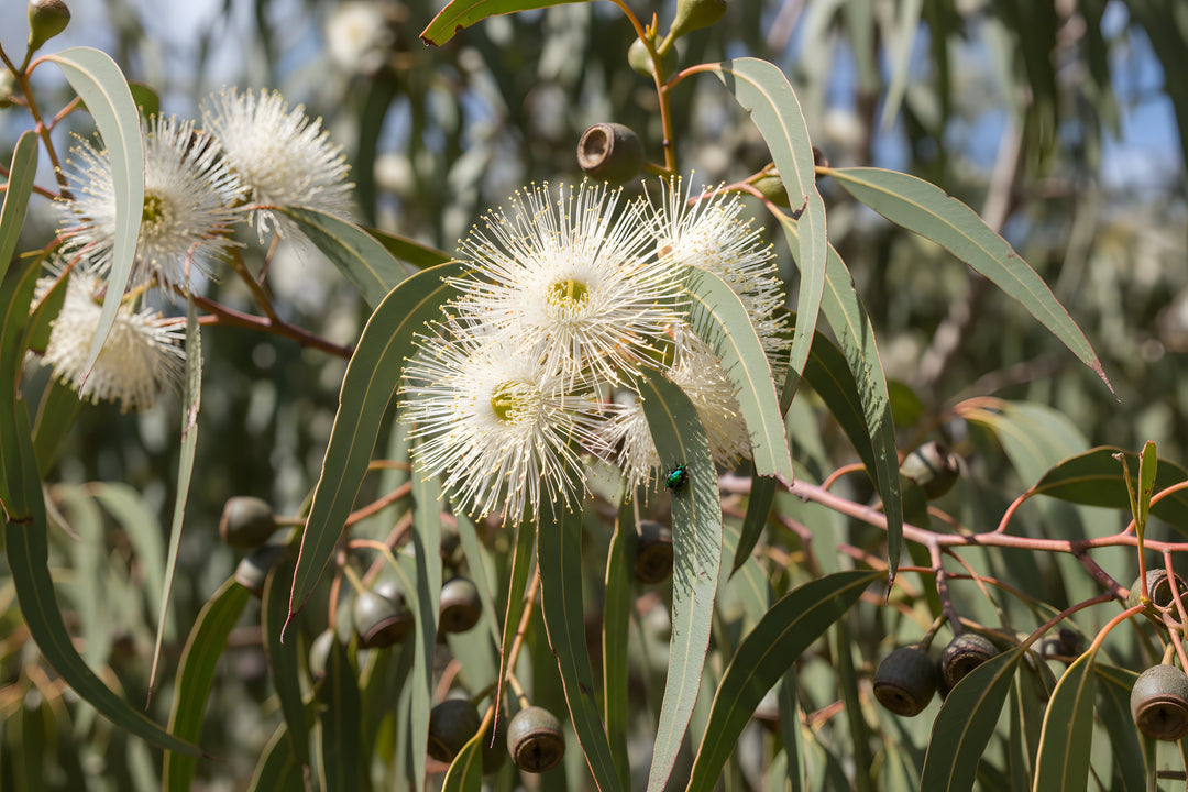 Corymbia Maculata 200mm Pot for sale Adelaide Plant Co