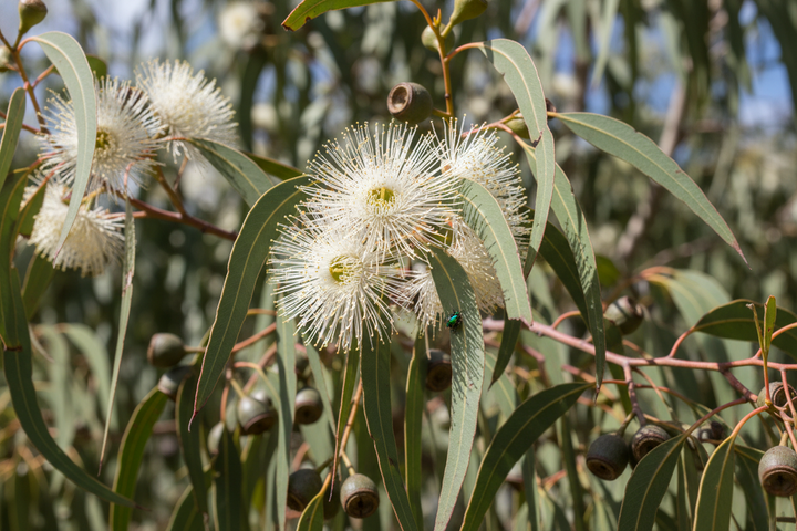 Corymbia Maculata