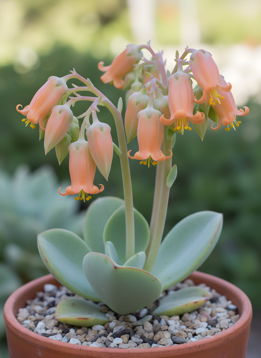 Cotyledon Orbiculata 140mm Pot for sale Adelaide Plant Co