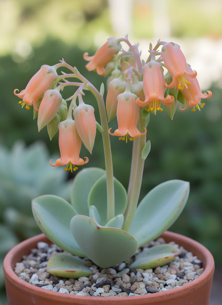 Cotyledon Orbiculata 140mm Pot for sale Adelaide Plant Co