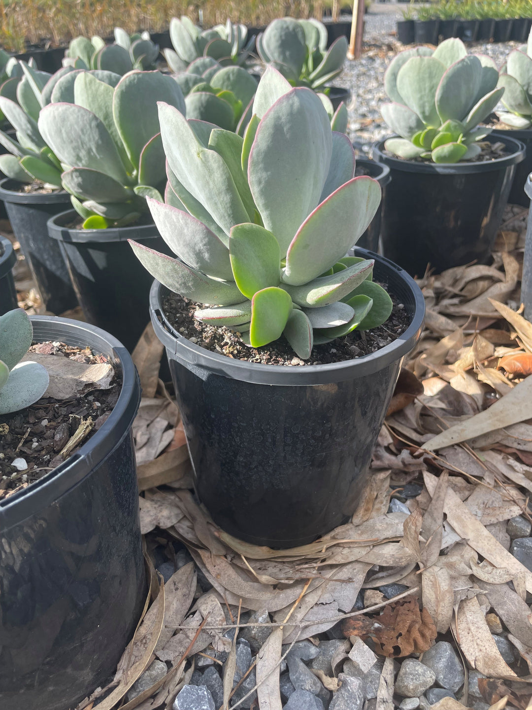 succulent plants adelaide Buy Cotyledon orbiculata Pig's Ear Navel Wort