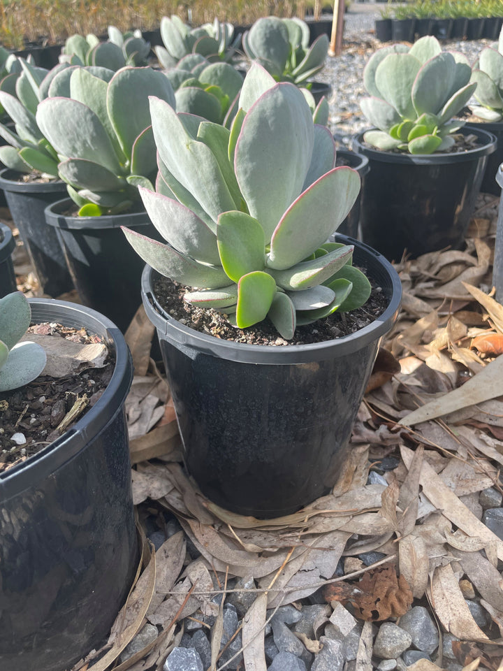 Cotyledon Orbiculata