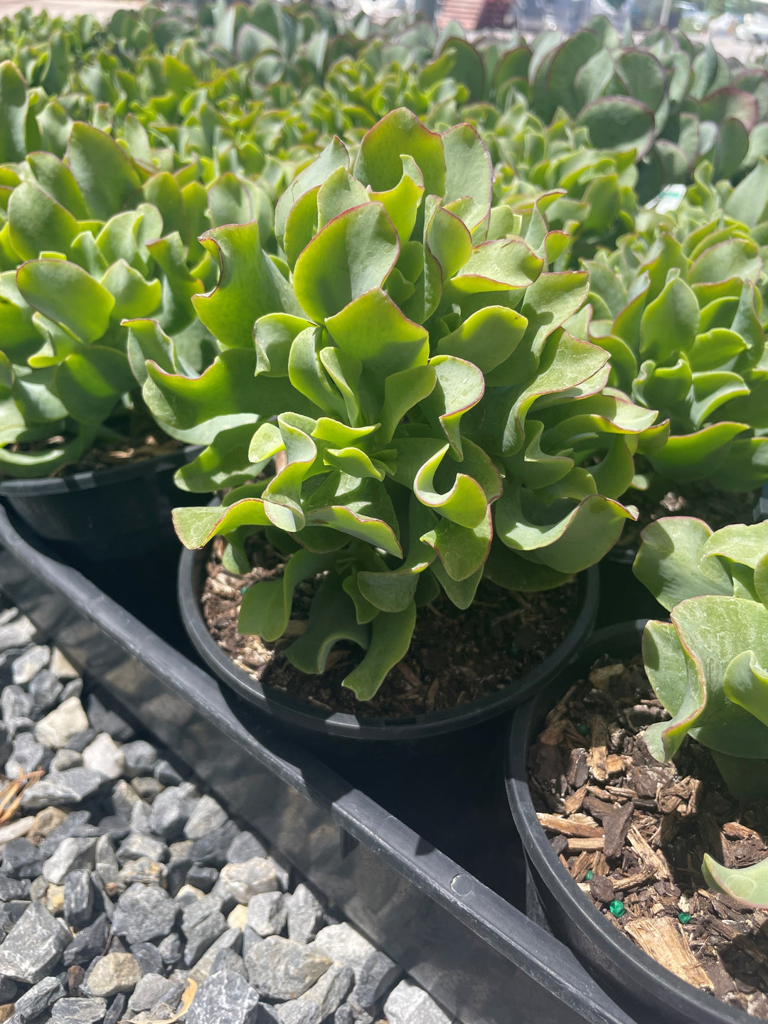 Crassula arborescens 'Max Cook' 140mm Pot for sale Adelaide Plant Co