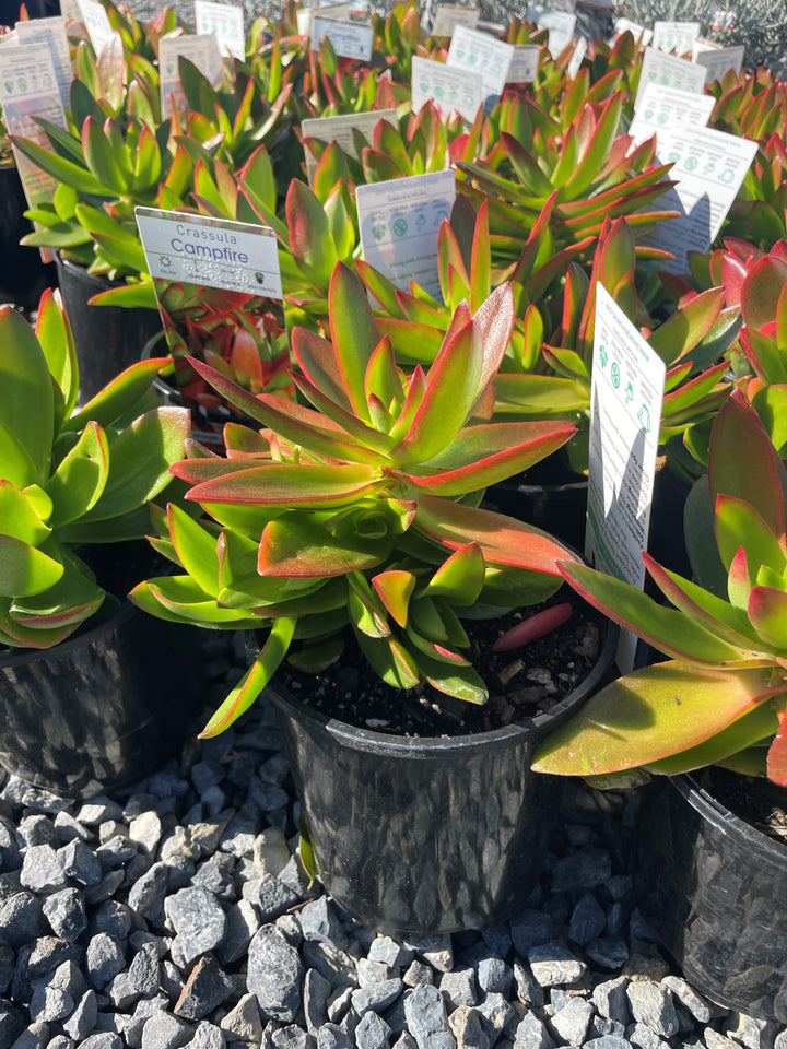Crassula capitella &