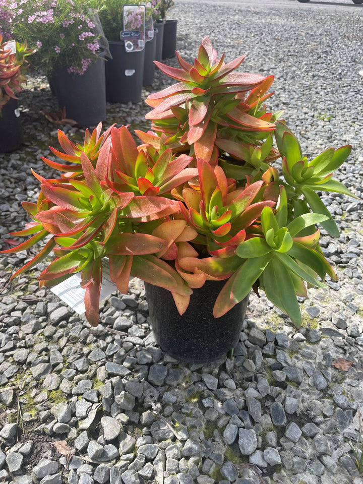 Crassula capitella &