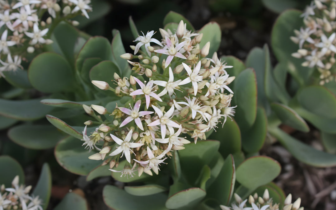 Crassula Ovata 'Blue Bird' 140mm Pot for sale Adelaide Plant Co