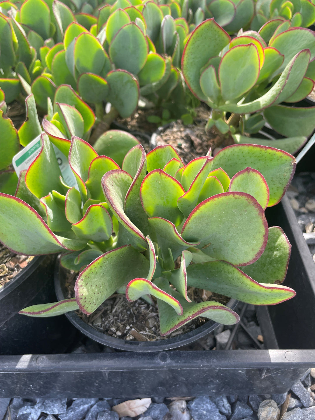 Crassula Ovata 'Blue Bird'