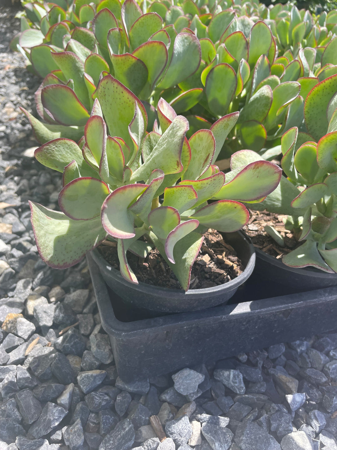 bluebird jade plant Buy Crassula ovata 'Blue Bird' Jade Tree