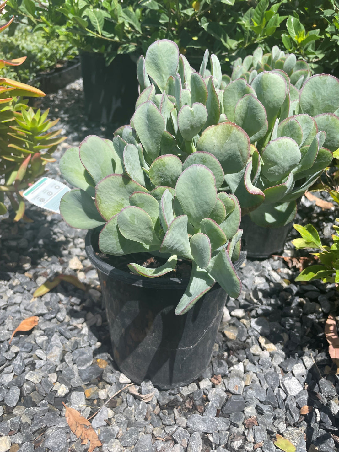 Crassula Ovata &