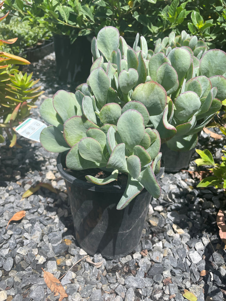 Crassula Ovata &
