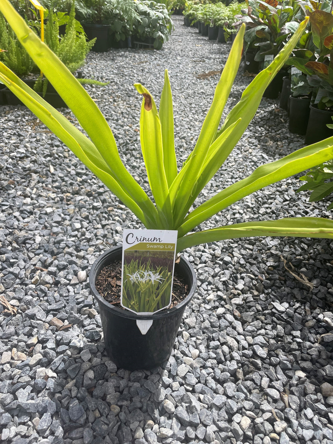 Crinum pedunculatum 170mm Pot for sale Adelaide Plant Co