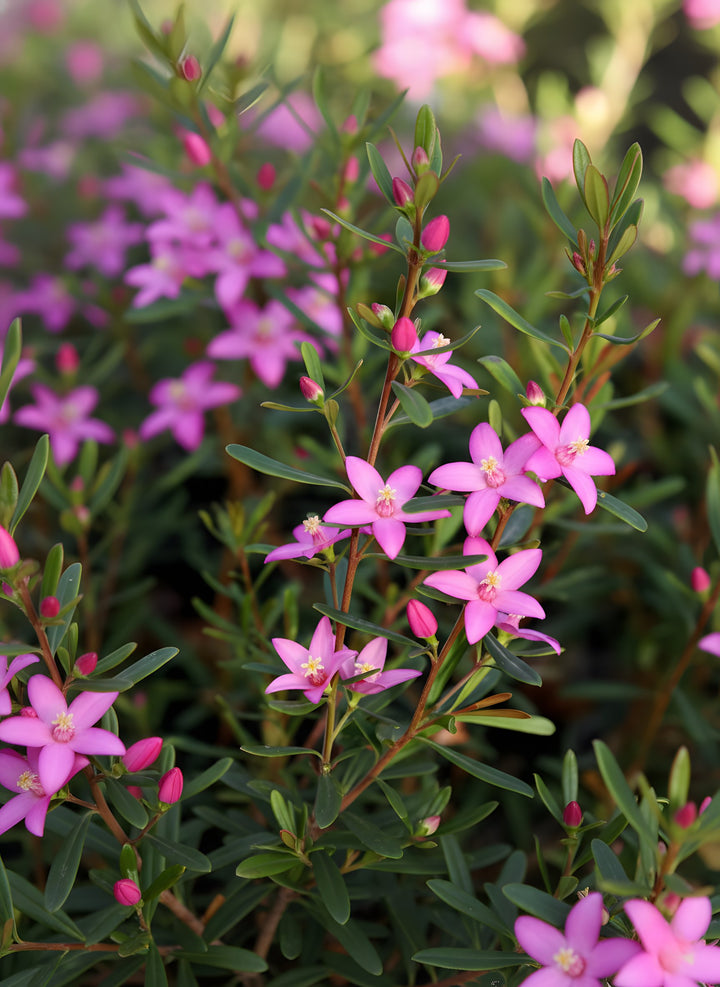 Crowea exalata &