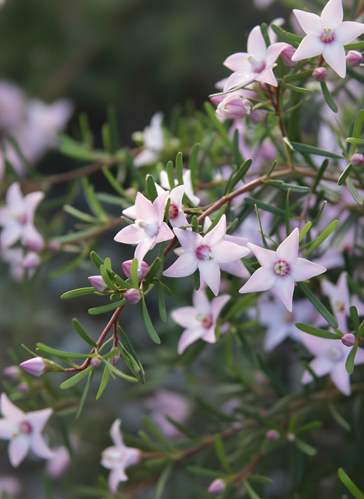 Crowea exalata &