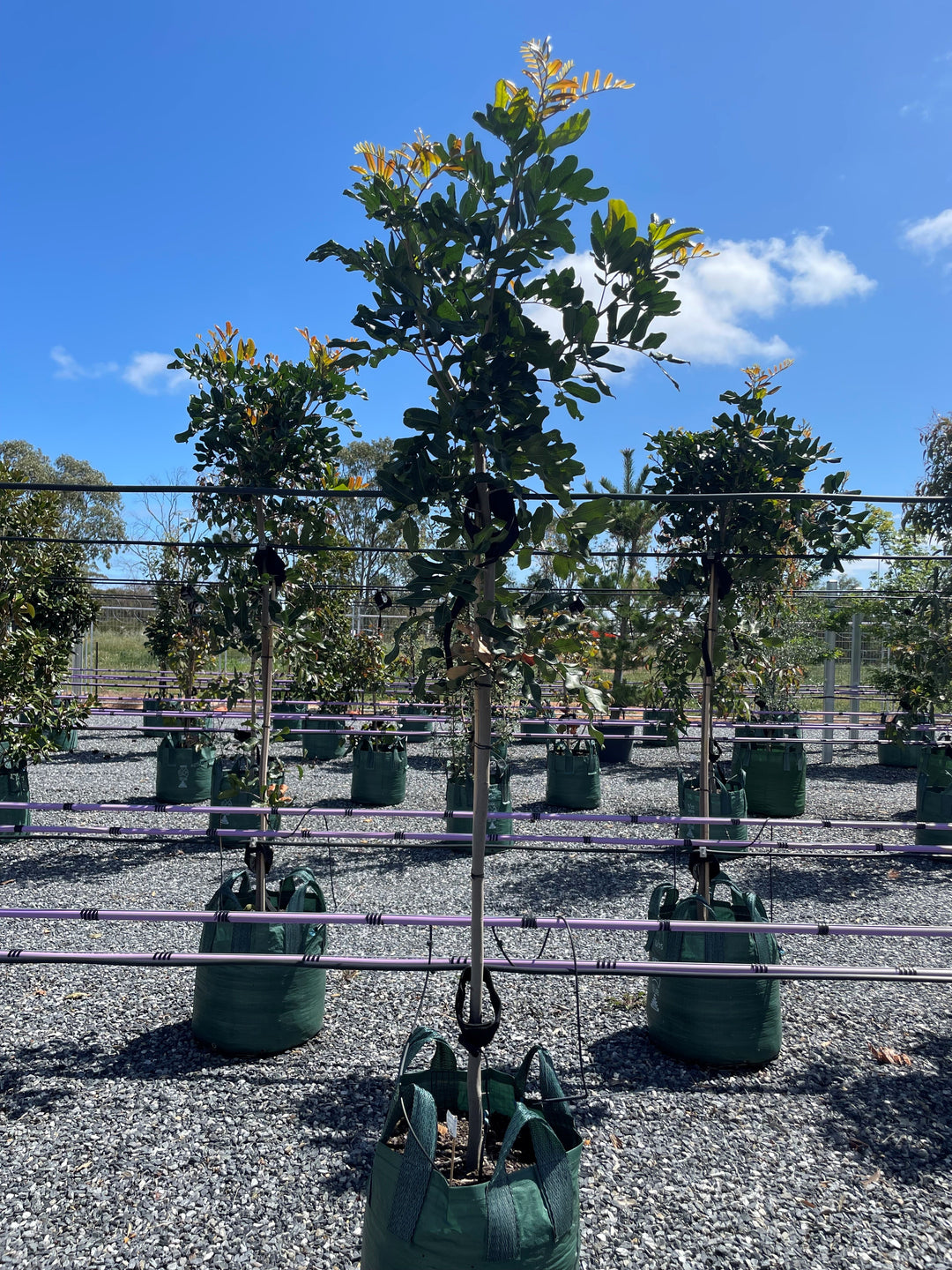 Cupaniopsis Anacardioides