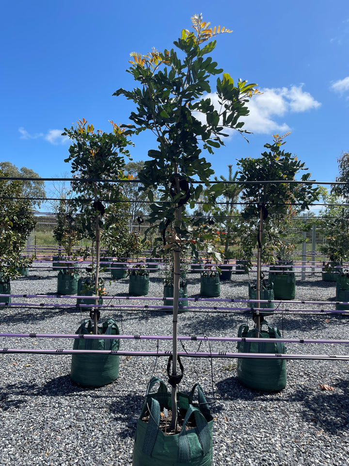 Cupaniopsis Anacardioides