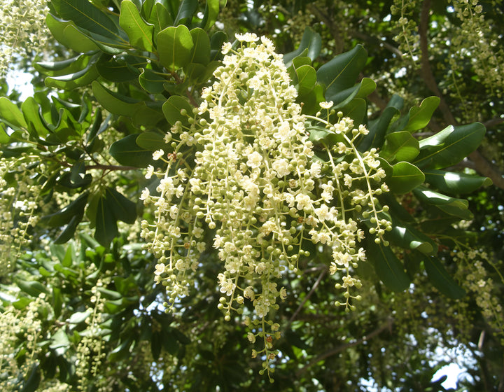 Cupaniopsis Anacardioides 250mm Pot for sale Adelaide Plant Co