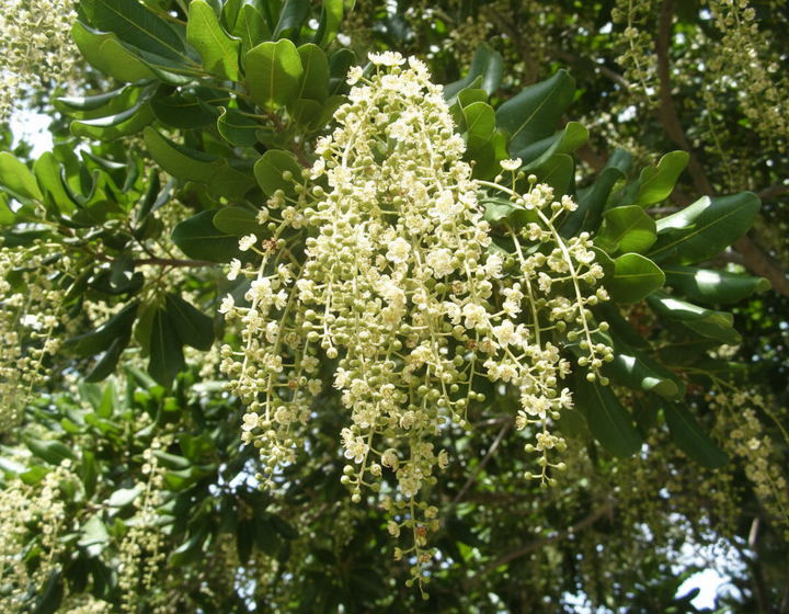 Cupaniopsis Anacardioides