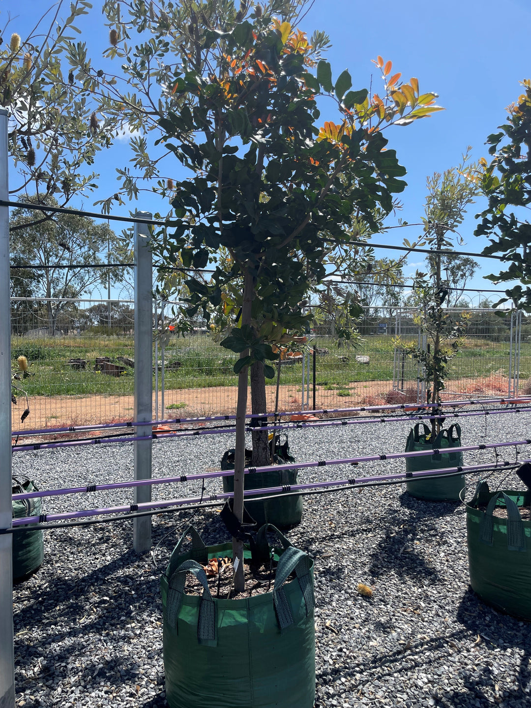 Cupaniopsis Anacardioides