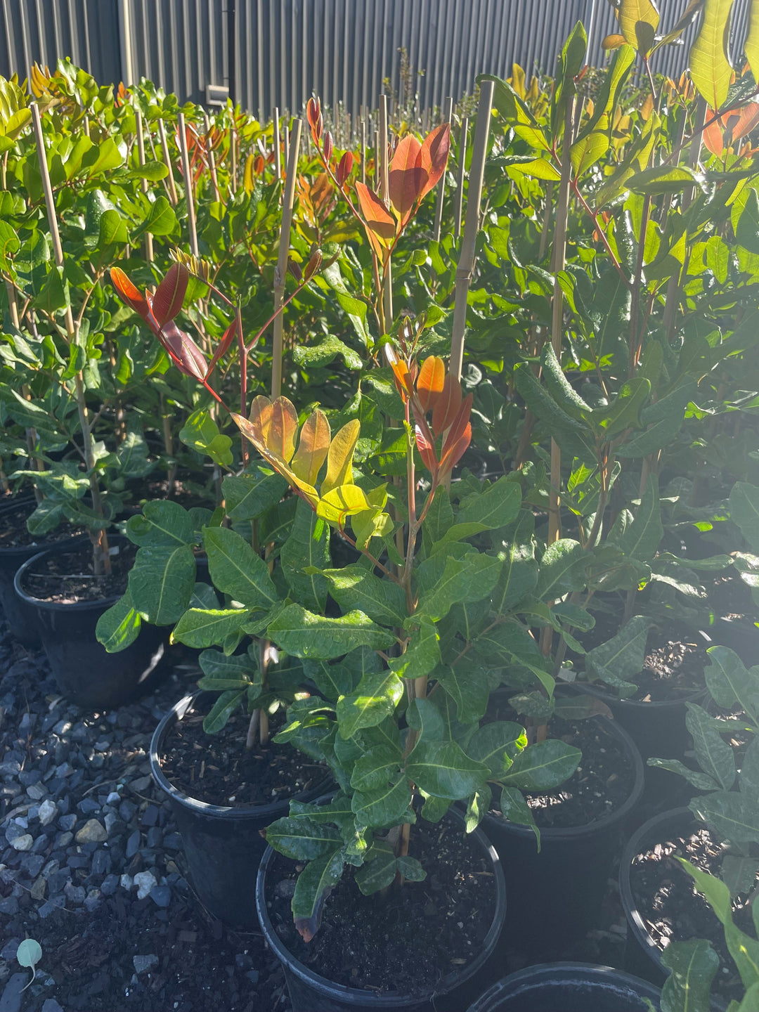 Cupaniopsis Anacardioides 200mm Pot for sale Adelaide Plant Co