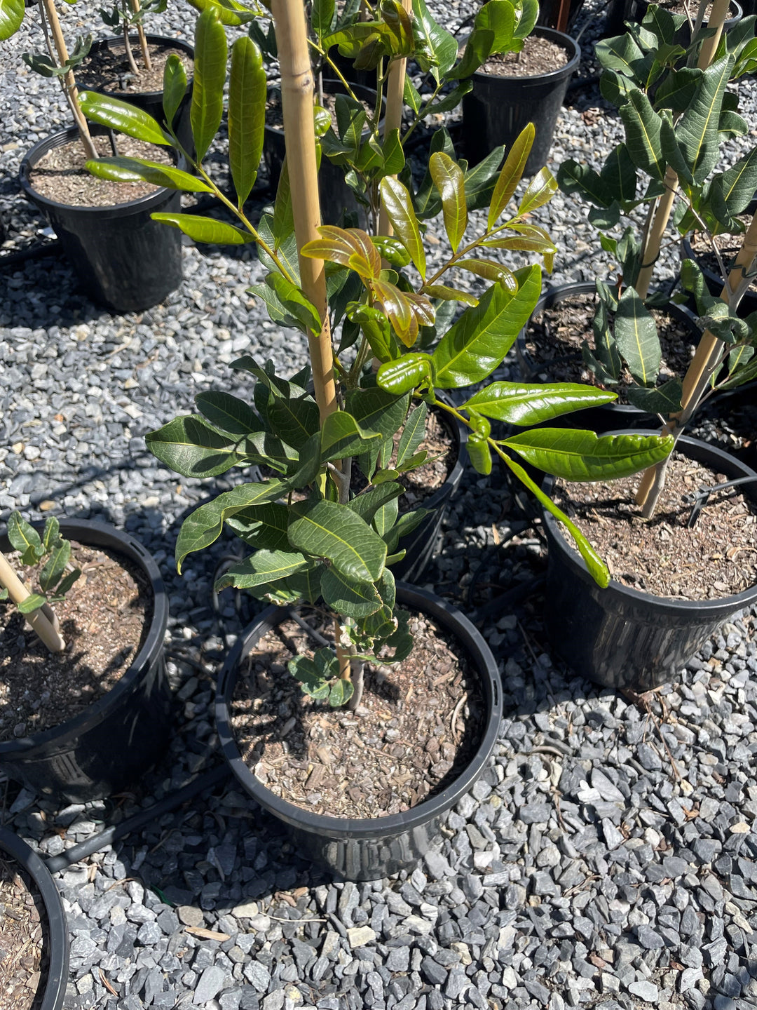 Cupaniopsis Anacardioides 250mm Pot for sale Adelaide Plant Co