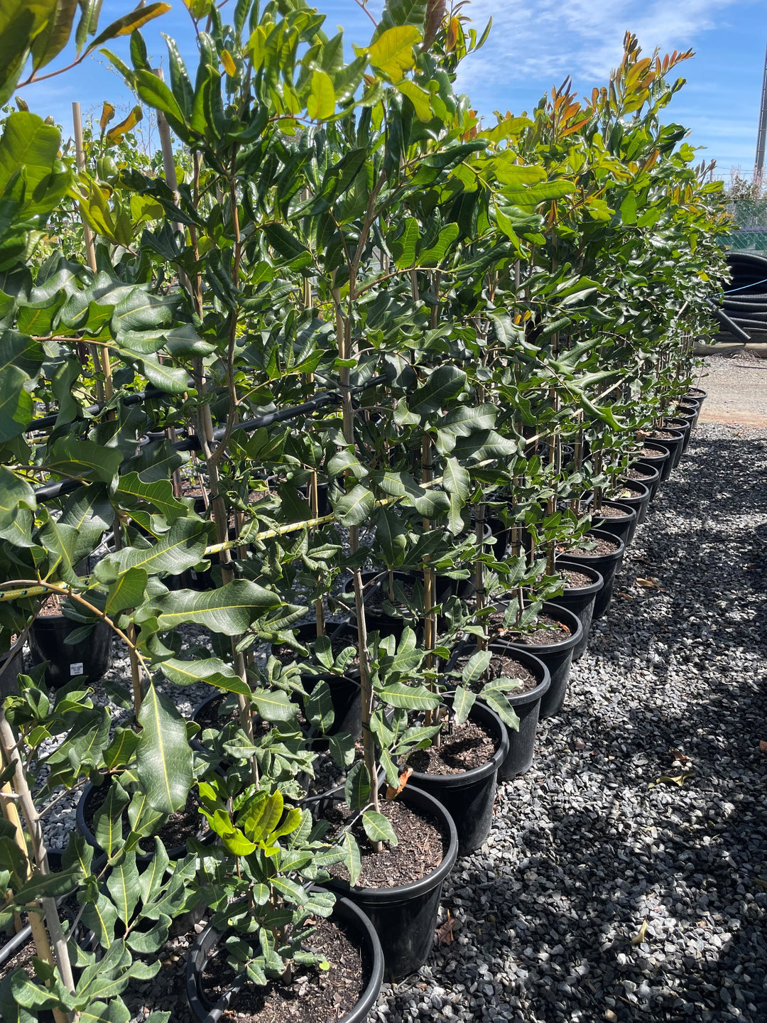 Cupaniopsis Anacardioides 300mm Pot for sale Adelaide Plant Co