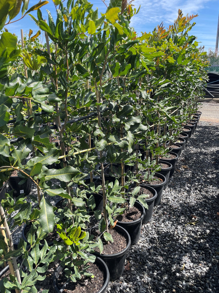 Cupaniopsis Anacardioides 300mm Pot for sale Adelaide Plant Co