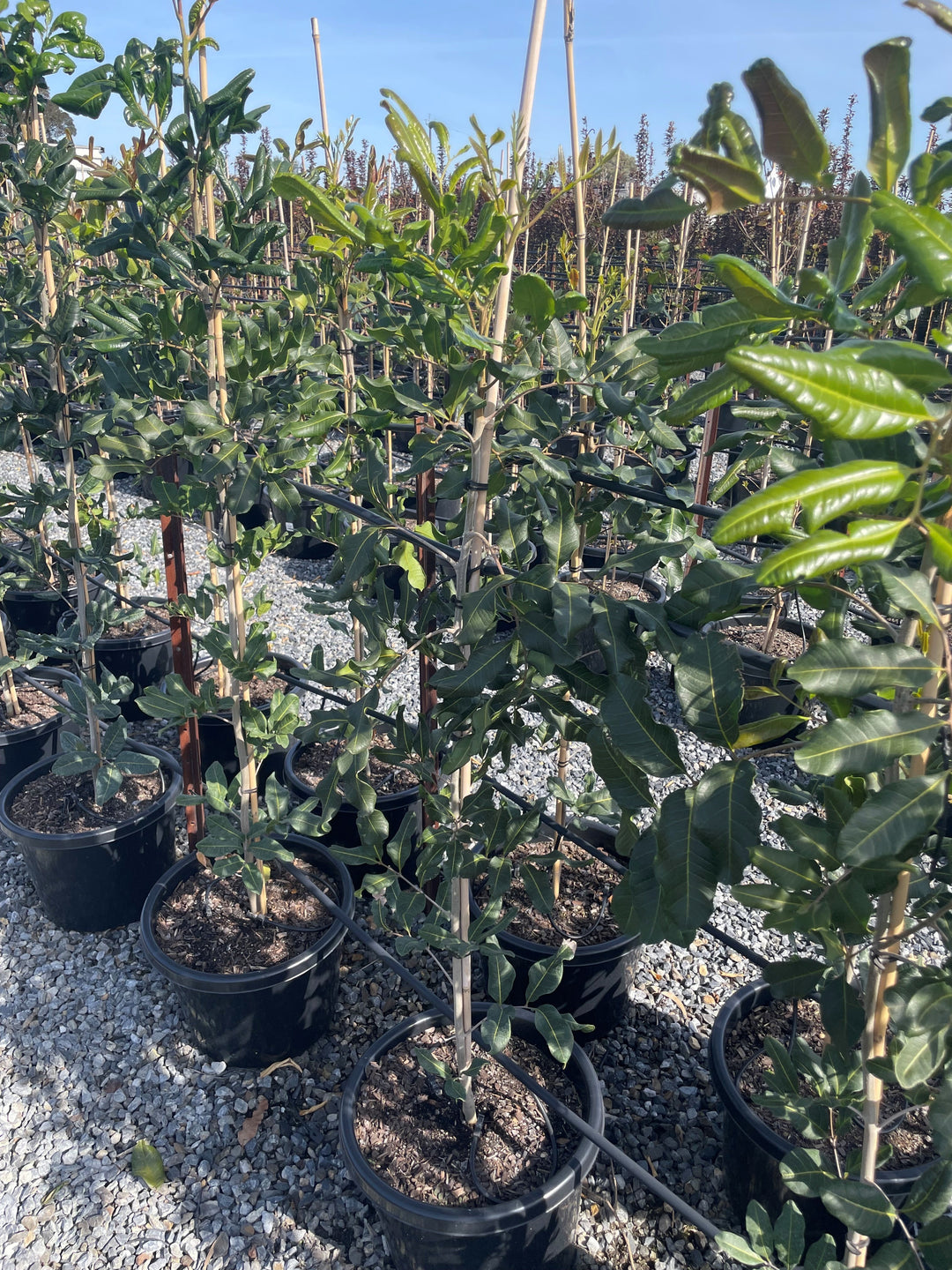 Cupaniopsis Anacardioides 400mm Pot for sale Adelaide Plant Co