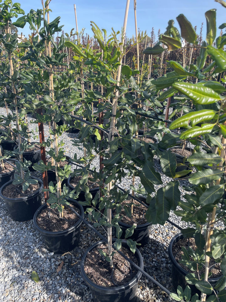 Cupaniopsis Anacardioides 400mm Pot for sale Adelaide Plant Co