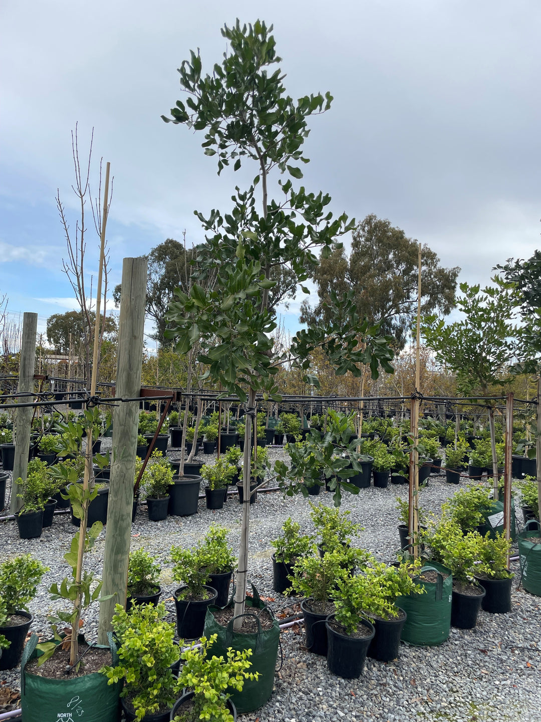 Cupaniopsis Anacardioides 45L Grow Bag for sale Adelaide Plant Co