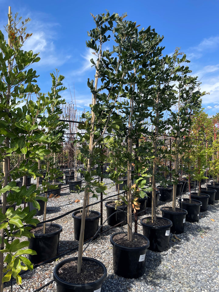 Cupaniopsis Anacardioides 500mm Pot for sale Adelaide Plant Co