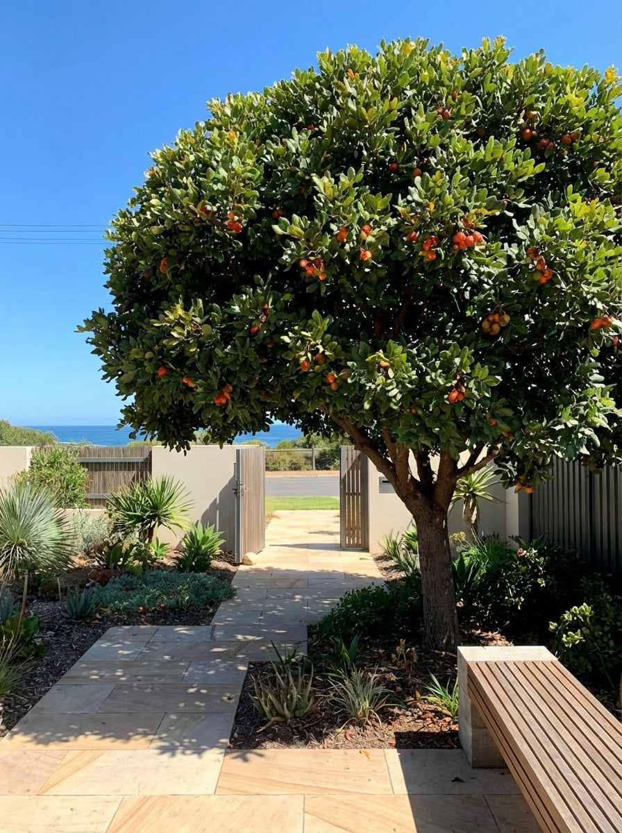 Cupaniopsis Anacardioides 250mm Pot for sale Adelaide Plant Co