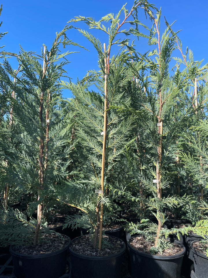 Cupressocyparis Leylandii 'Leighton Green'