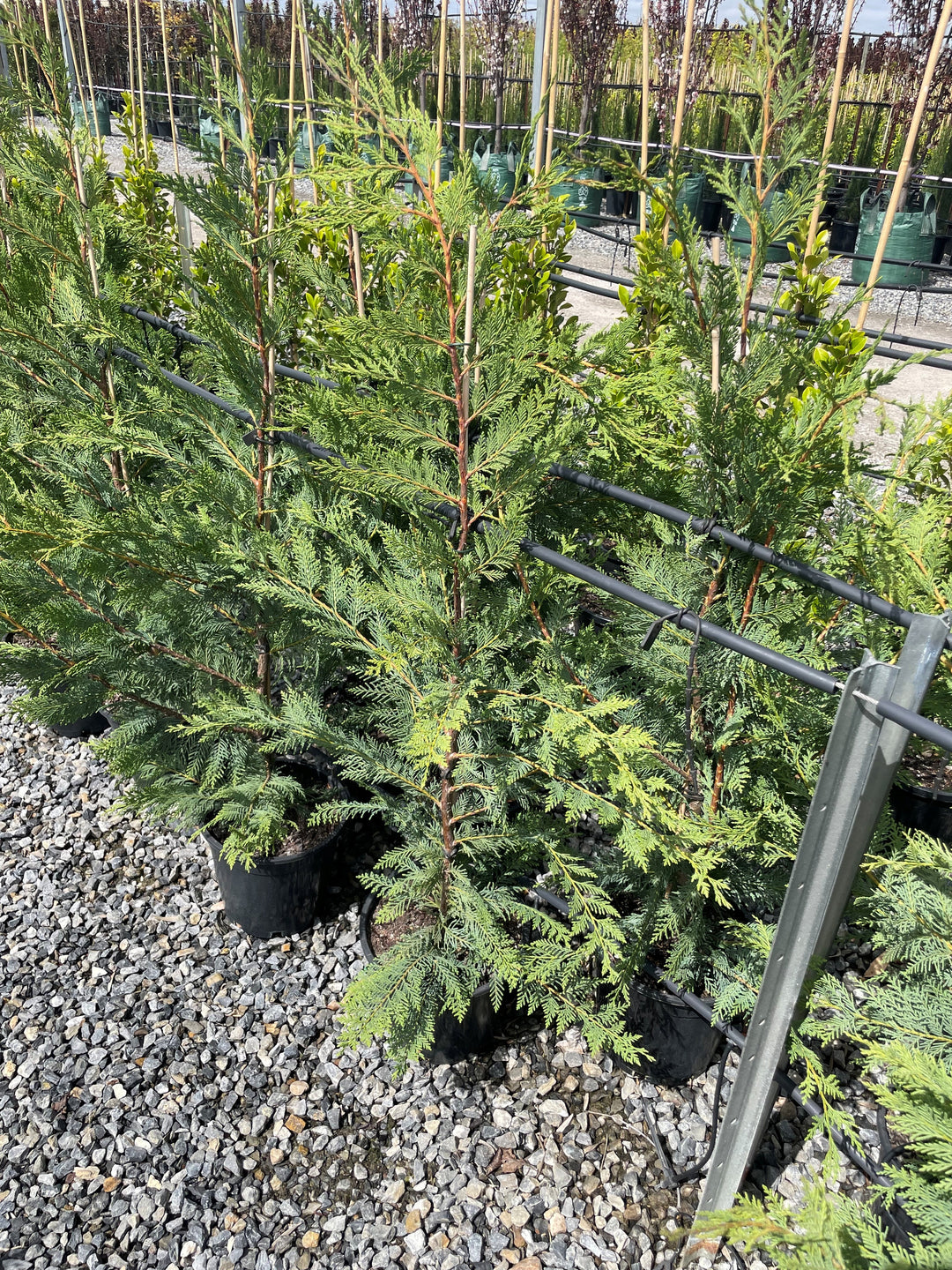 Cupressocyparis Leylandii 'Leighton Green'