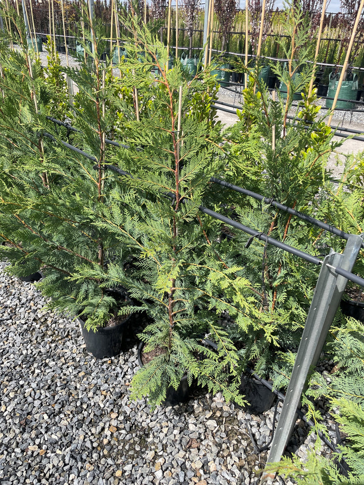 Cupressocyparis Leylandii 'Leighton Green'