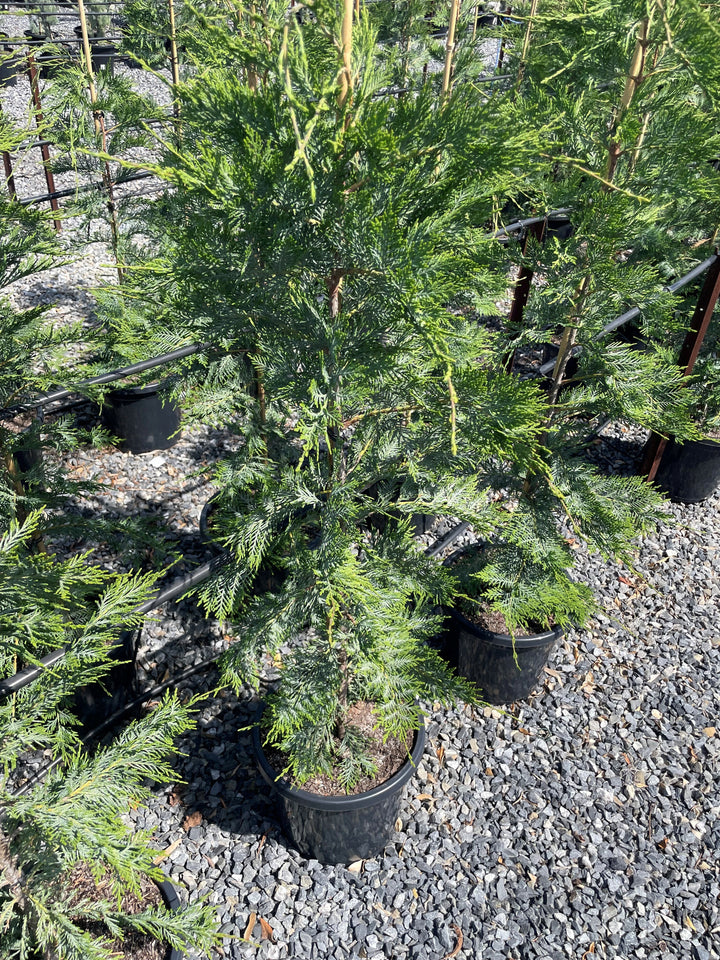 Cupressocyparis Leylandii 'Leighton Green'