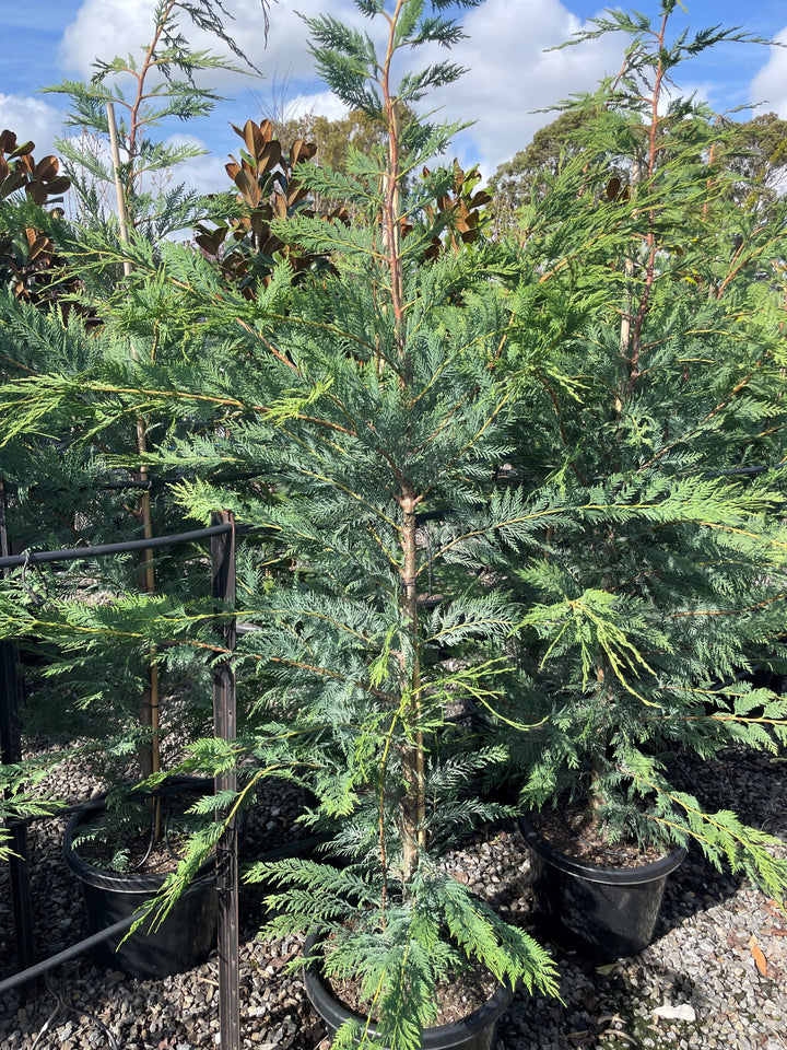 Cupressocyparis Leylandii 'Leighton Green'