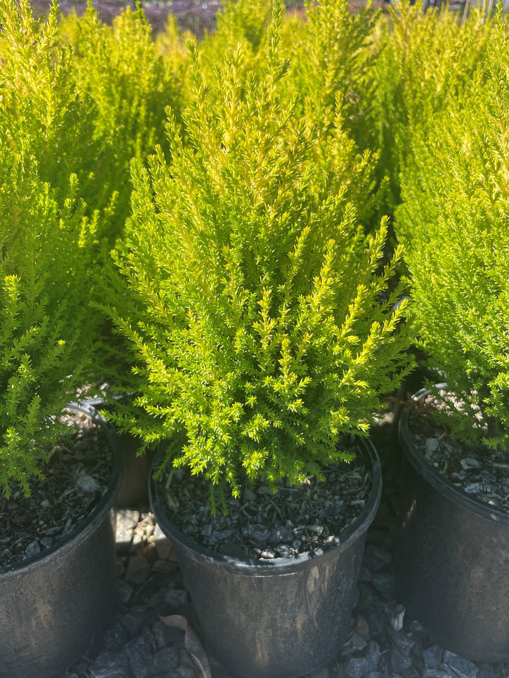 Cupressus Macrocarpa &